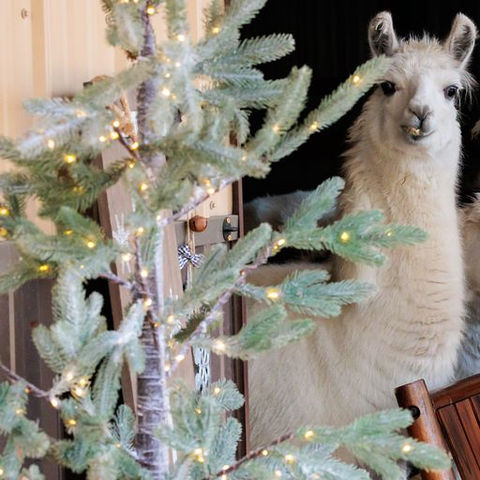 Yeti x mas tree Blue Moon.jpeg