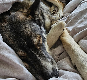 Dog sitting 3_edited.jpg