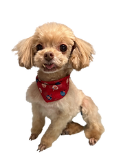 名称未設定のデザイン (4)_edited_edited.png