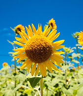 今日18日、気象庁は「関東甲信・北陸・東北南部が梅雨明けしたとみられる」と発表しました。関東甲信では平年より1日早い梅雨明けです。

関東甲信は気温がかなり高い状態が続く見込みだそうです。

夜も気温があまり下がらず、疲労や睡眠不足によっても熱中症のリスクが高まる可能性があるので

こまめな水分補給やエアコンの使用等で積極的に熱中症予防を行うようにしましょう！！