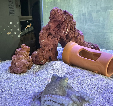 新しい仲間‪(˶˙๏˙˶)♡‬