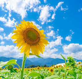 夏季休業のお知らせ