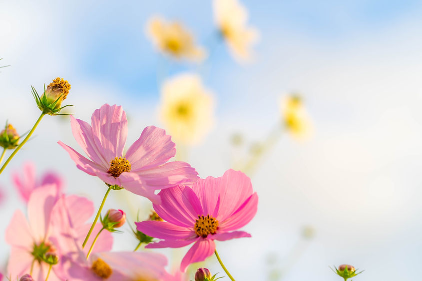 pixta_92534048_L.jpg