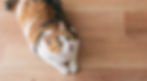 pixta_115018494_L_edited.jpg