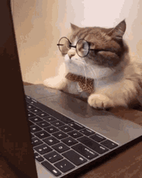 smart-cat-at-laptop-pc-0onntgj5bnj72p09.gif