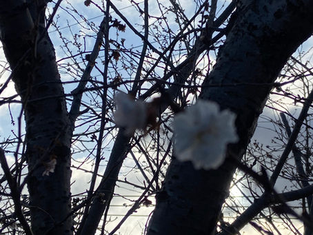 寒の戻り中・・・