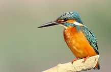 Bird watching