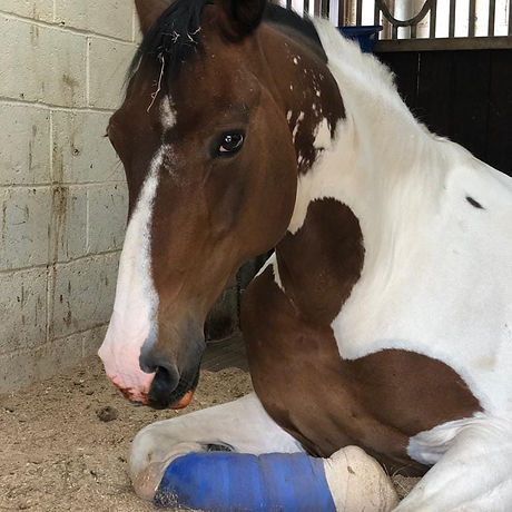 115806219_10220759332507103_602897382193