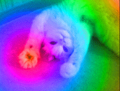 cat2.gif