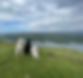 3 labradors