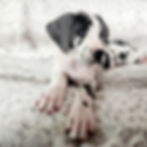 Woofie