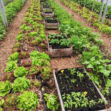 A l'intérieur de la serre Urban Farm