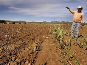Agricultores dejan de sembrar por miedo a perder la producción