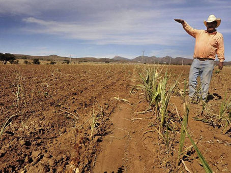 Agricultores dejan de sembrar por miedo a perder la producción