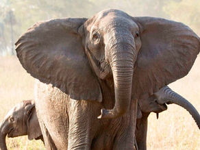 Caza furtiva de marfil provoca Evolución de elefantes sin colmillos en África