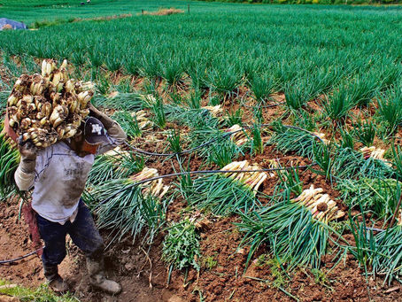 Cumplen productores requisitos para exportar cebolla