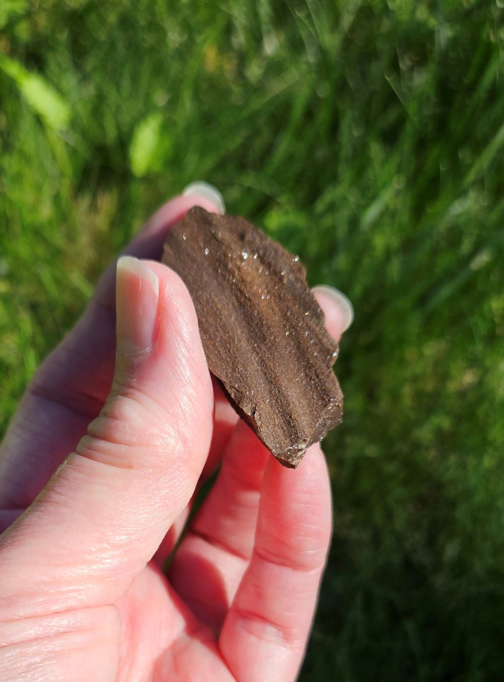 Permineralized Wood - Germany