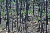 Digital image of charcoal remains after bushfires in Australia 2020