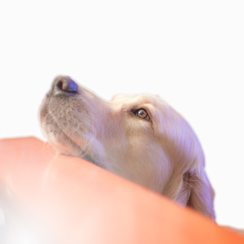 InnerFat Insight: Get to Know Me