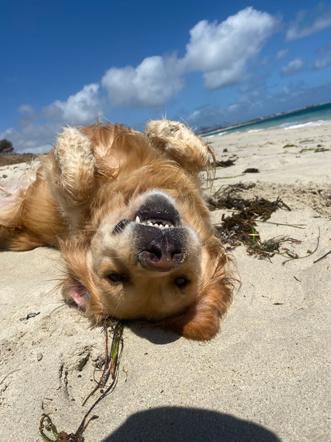 Dog Walker in Cottesloe