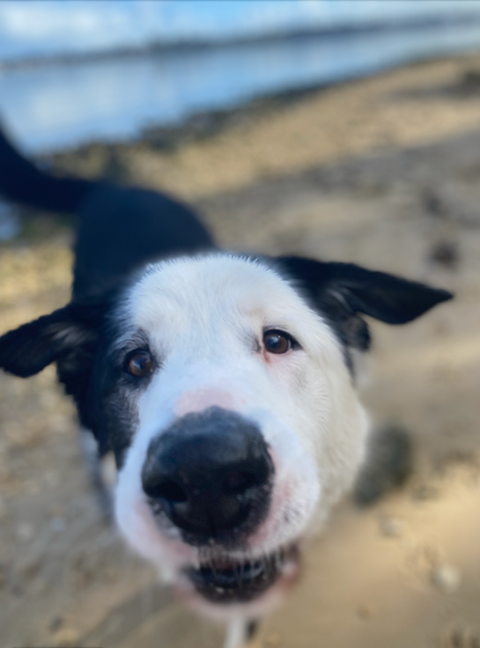Dog walker in Cottesloe