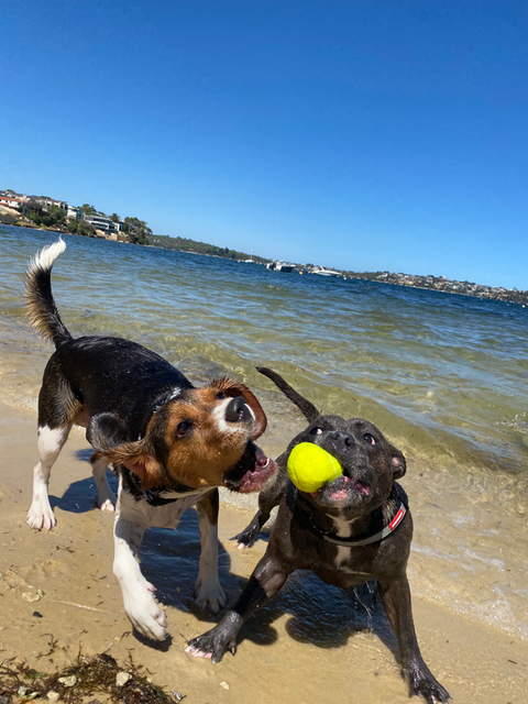 Dog Walking in Cottesloe