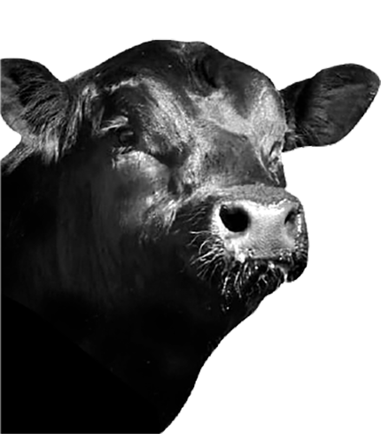 angus 1.png