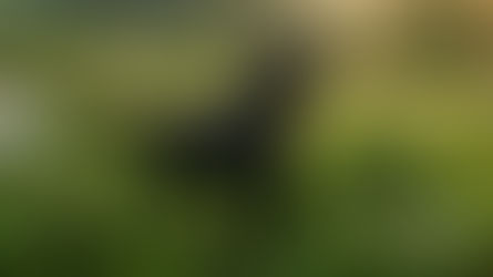 Field Spaniel: historia, características y función de uno de los spaniels de caza más elegantes de Gran Bretaña