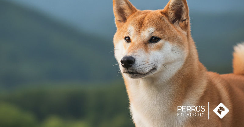 Shiba Inu: historia, rusticidad y consideraciones sanitarias de una raza ancestral japonesa
