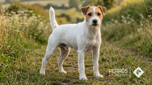 Parson Russell Terrier: el terrier de trabajo reconocido por la FCI con siglos de historia britanica