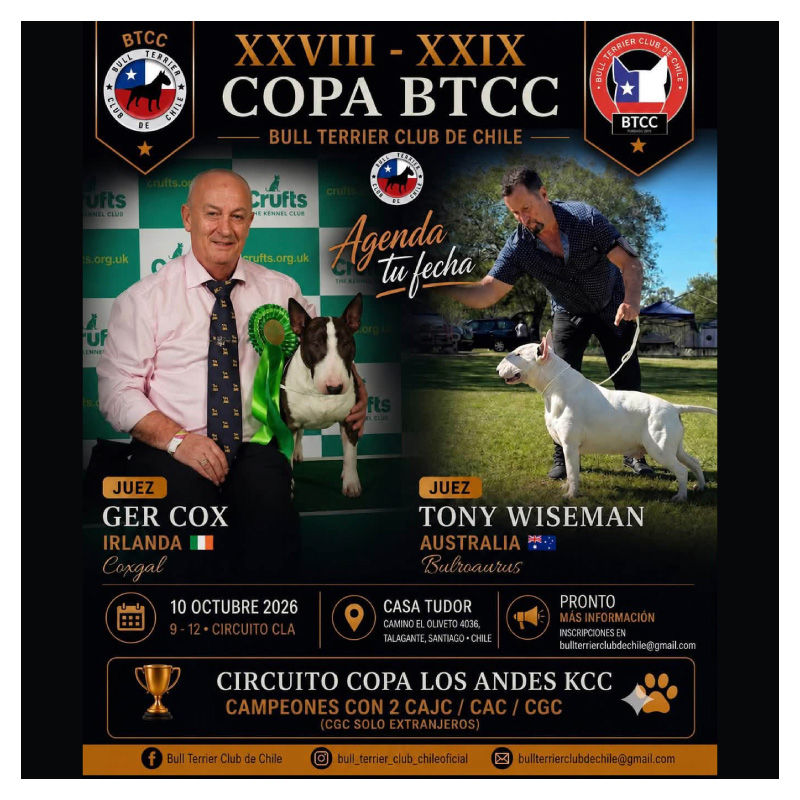Copa BTCC 2026: Bull Terrier Club de Chile anuncia sus especializadas XXVIII y XXIX