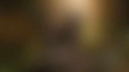 Kai: El Perro Atigrado de Japón, Monumento Natural y Gran Cazador de Montaña