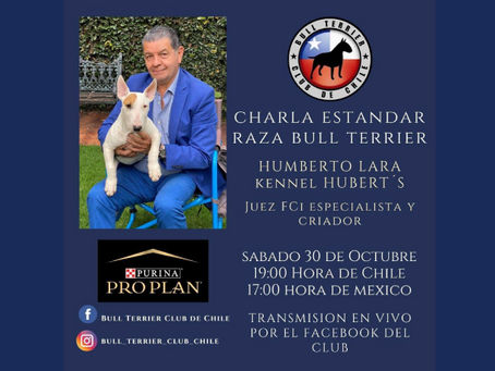 Bull Terrier Club de Chile