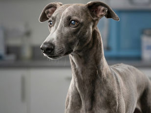 Patologías más comunes en la raza Whippet