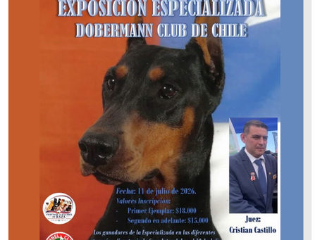 Exposición Especializada Dobermann Club de Chile se realizará el 11 de julio en Pirque