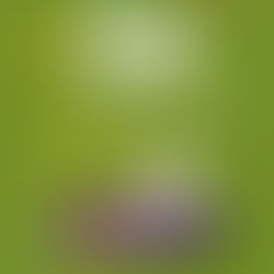 Westminster Kennel Club