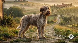 Lagotto Romagnolo: el perro de agua italiano que se convirtió en el mejor buscador de trufas del mundo