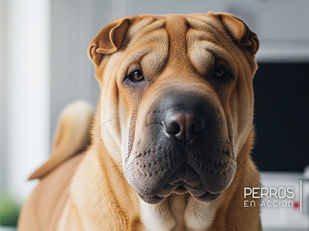 Shar Pei: Enfermedades Autoinflamatorias de Origen Genético (FSF y SPAID)