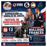 Bulldog Francés será protagonista en la Exposición del Consejo de Jueces y Festival de Especializadas del Kennel Club de Chile
