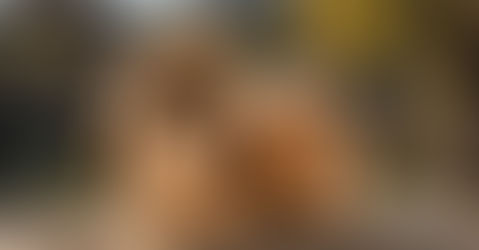 Pekinés: estándar FCI del Pekinés, características y temperamento oficiales