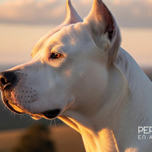 Sordera de herencia genética en el dogo argentino: salud y genética de la raza