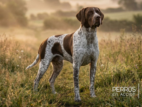 El Gammel Dansk Hønsehund: Historia, Características y Estándar FCI de la Antigua Raza Danesa de Muestra