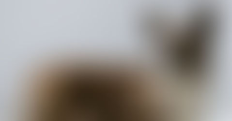 Welsh Corgi Cardigan: estudio científico sobre la mielopatía degenerativa y enfermedades genéticas en una emblemática raza británica