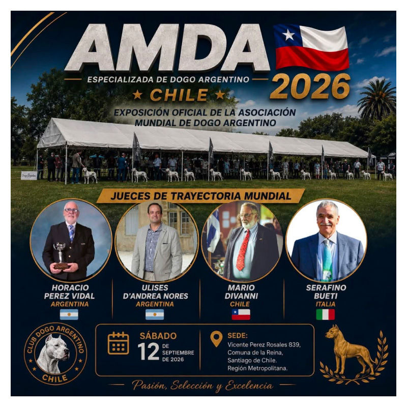 AMDA Chile 2026: Especializada de Dogo Argentino se realizará en Santiago
