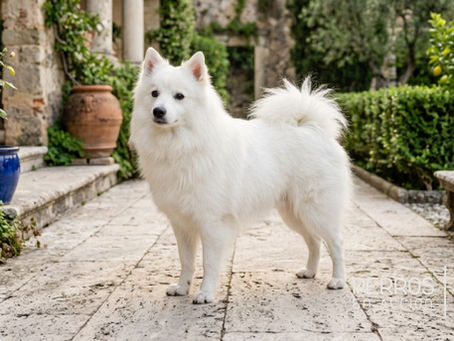 Volpino Italiano: el spitz italiano guardián que Miguel Ángel tuvo como compañero