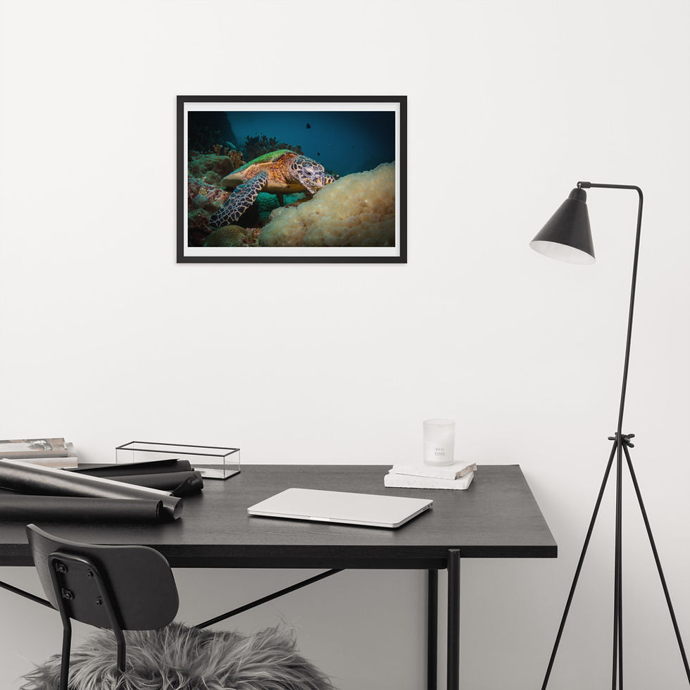 Thumbnail: 'Hungry Hawksbill' Framed Matte Paper Print