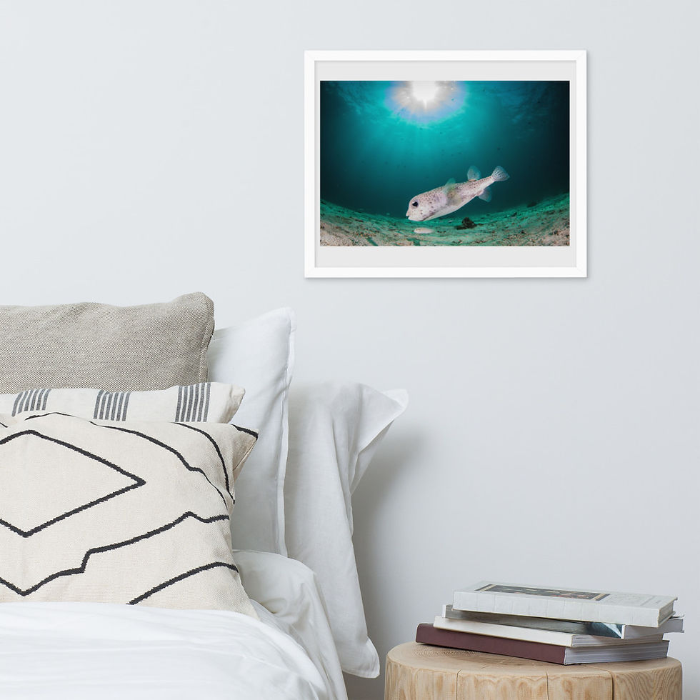 Thumbnail: 'It's Porky!' Premium Framed Luster Photo Paper Print