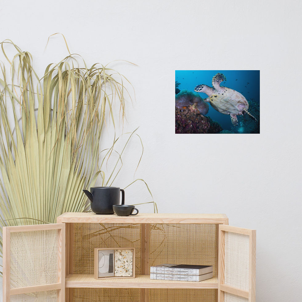 Thumbnail: 'Hawksbill On The Move' Premium Photo Paper Print