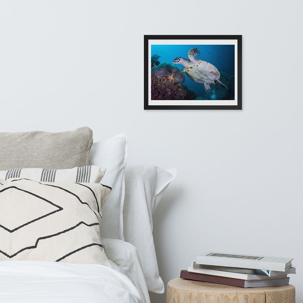 Thumbnail: 'Hawksbill On The Move' Premium Framed Lustered Photo Paper Print