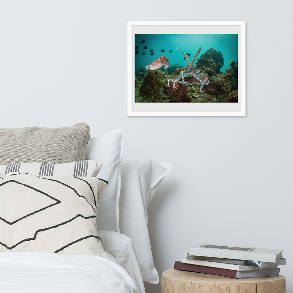 Thumbnail: 'Cuttlefish Party' Premium Framed Luster Photo Paper Print